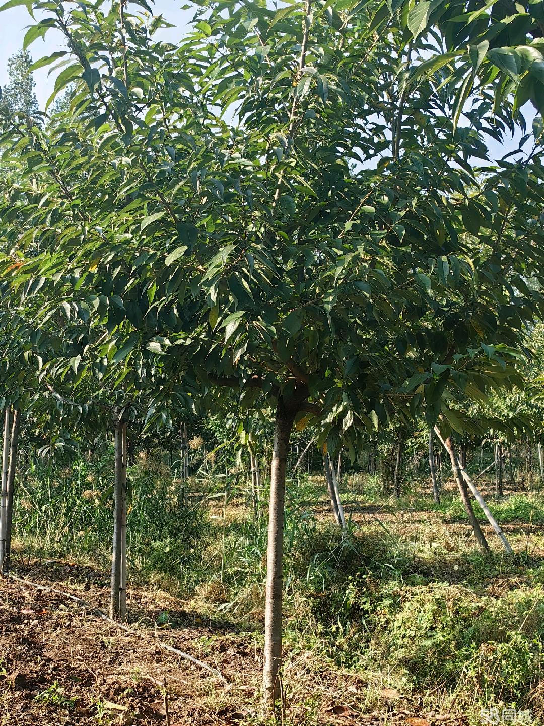 棗莊58同城 高效便捷的苗木交易平臺，助力綠色產業發展