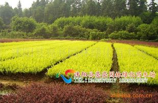 農苗網攜手沭陽亮亮園林，優質金葉女貞床苗與小苗全面供應