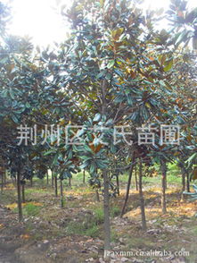 長期供應8-10公分精品廣玉蘭 優質綠化苗木選購指南與廠商合作解析