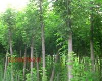 復葉槭 觀賞、綠化的優良樹種全解析