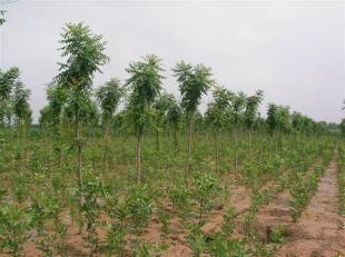 北京欒基地歐楓苗木 世界工廠網上的農副產品新星