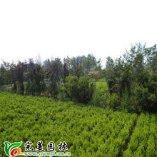 沭陽縣完美園林綠化苗木場 專業喬灌木供應，打造綠色生態之美